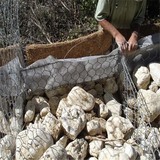 石笼网 (82).jpg